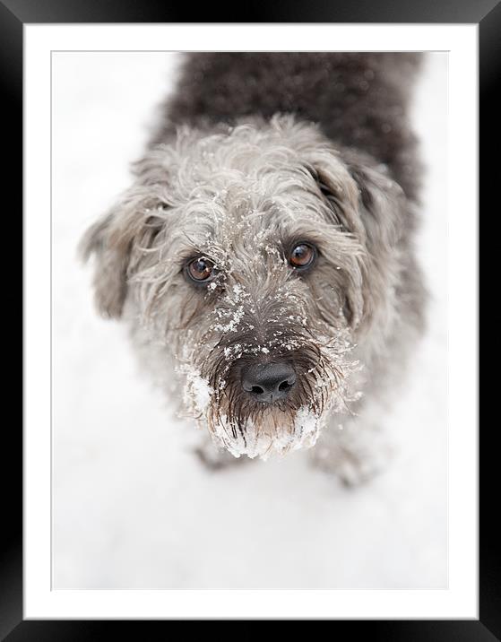 Snowy Faced Pup Framed Mounted Print by Natalie Kinnear