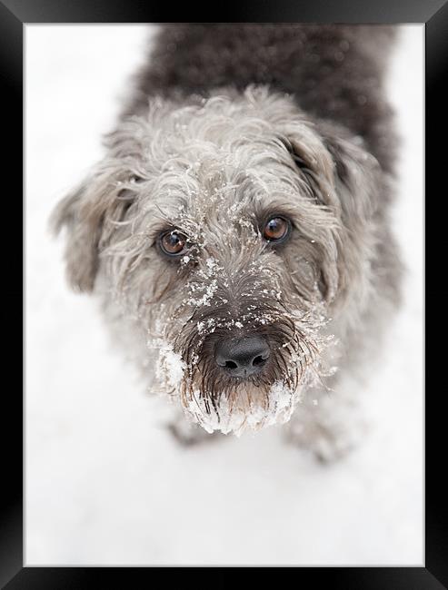 Snowy Faced Pup Framed Print by Natalie Kinnear