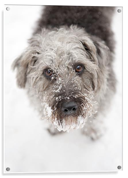 Snowy Faced Pup Acrylic by Natalie Kinnear