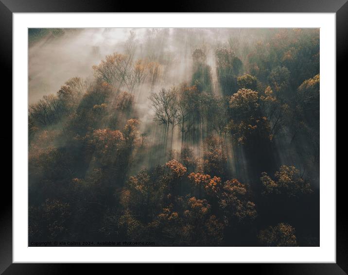 Forest Sunlight Framed Mounted Print by Kia Collins