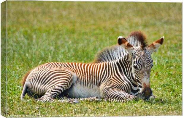 A zebra resting in the afternoon sun Canvas Print by Michael bryant Tiptopimage