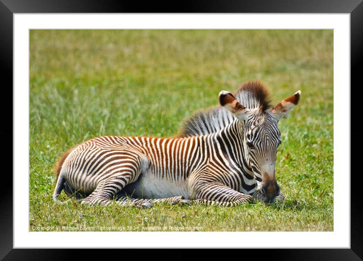 A zebra resting in the afternoon sun Framed Mounted Print by Michael bryant Tiptopimage