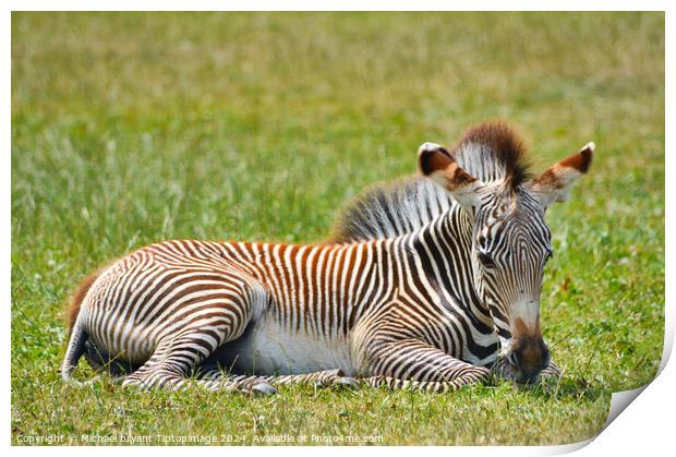 A zebra resting in the afternoon sun Print by Michael bryant Tiptopimage
