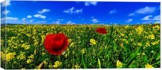 Holywell Poppies Canvas Print by Antony Roberts