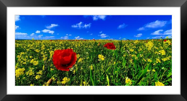 Holywell Poppies Framed Mounted Print by Antony Roberts