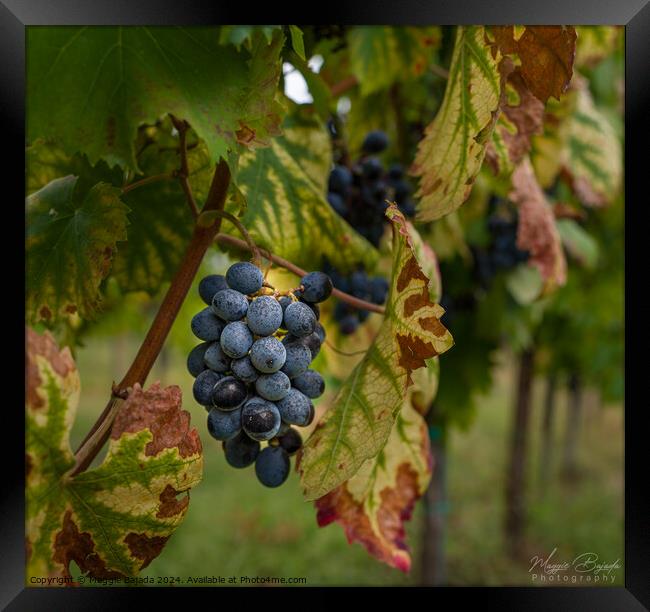 Black Grapes on Vine Branch Leaves. Framed Print by Maggie Bajada