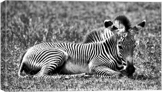 A zebra relaxing in a grass covered field Canvas Print by Michael bryant Tiptopimage