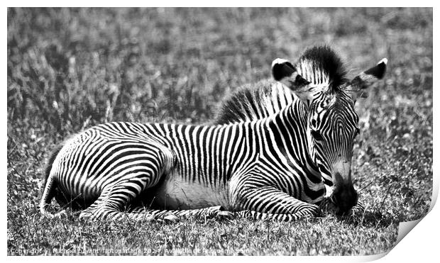 A zebra relaxing in a grass covered field Print by Michael bryant Tiptopimage