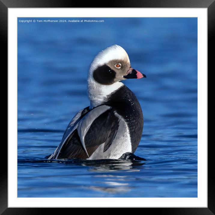 The long-tailed duck  Framed Mounted Print by Tom McPherson