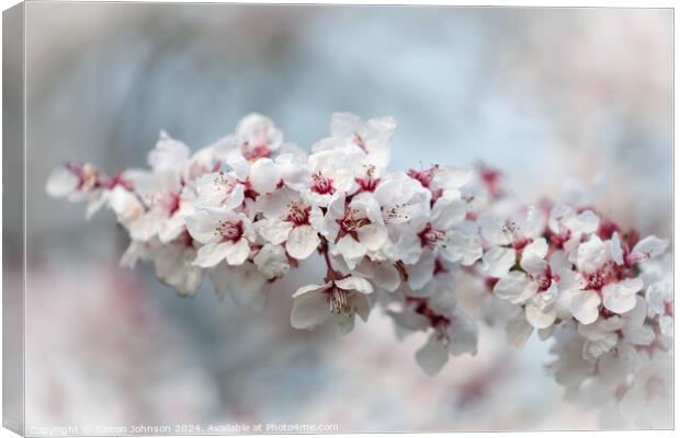 Early Spring Cherry Blossom Canvas Print by Simon Johnson