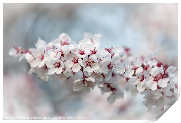 Early Spring Cherry Blossom Print by Simon Johnson