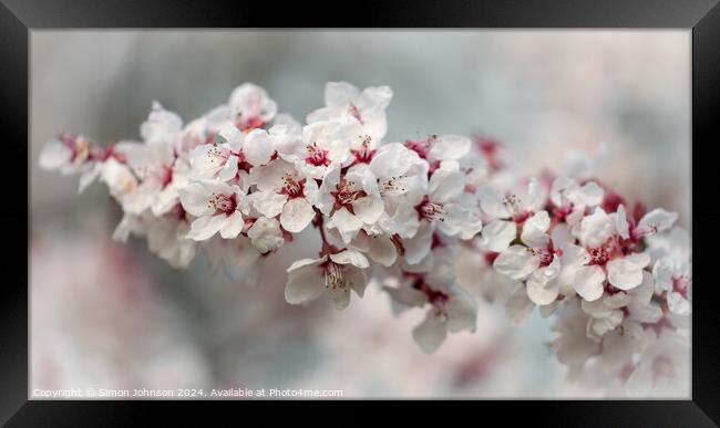 Early Spring Cherry Blossom Framed Print by Simon Johnson