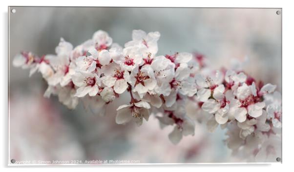 Early Spring Cherry Blossom Acrylic by Simon Johnson