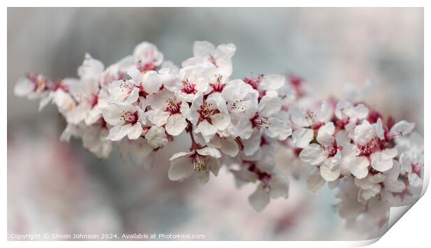 Early Spring Cherry Blossom Print by Simon Johnson