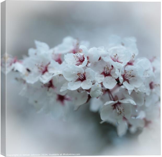 A close up of early spring blossom Canvas Print by Simon Johnson