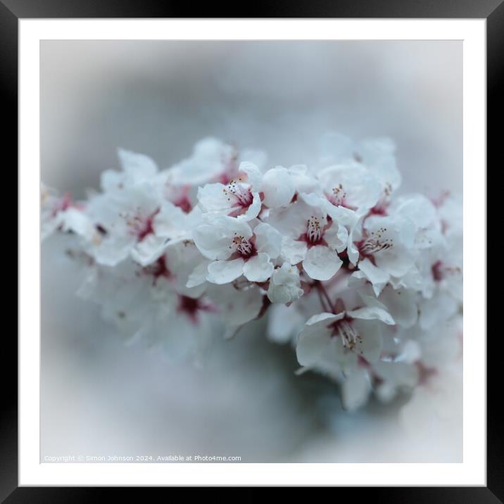 A close up of early spring blossom Framed Mounted Print by Simon Johnson