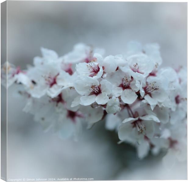 A close up of spring Cherry Blossom Canvas Print by Simon Johnson