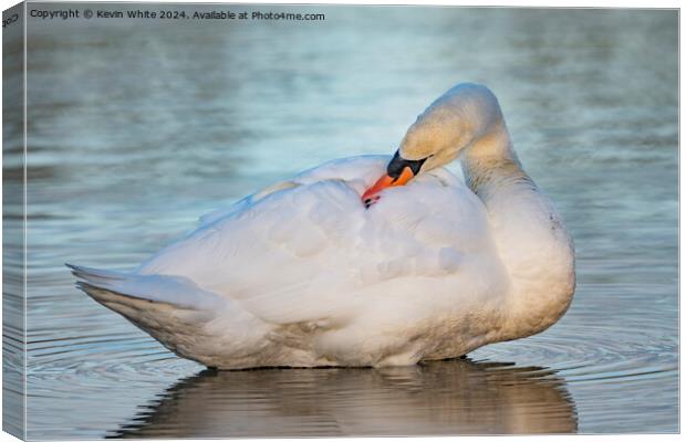 Young white swan preening Canvas Print by Kevin White
