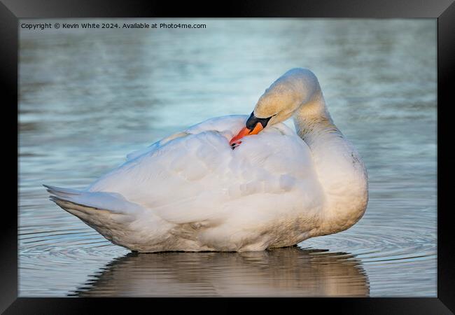 Young white swan preening Framed Print by Kevin White
