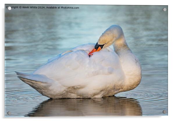 Young white swan preening Acrylic by Kevin White