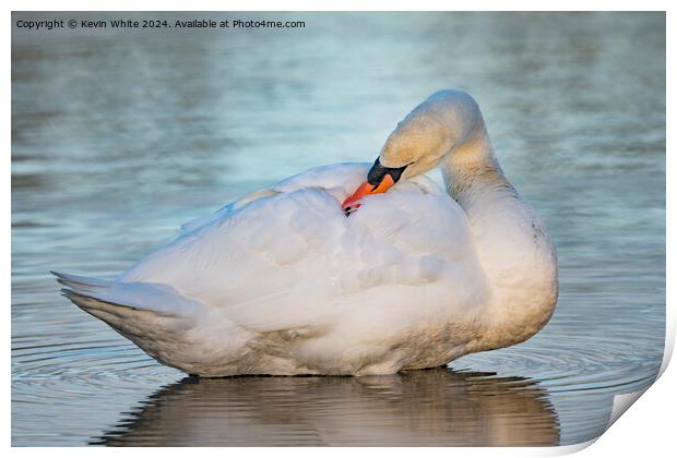 Young white swan preening Print by Kevin White