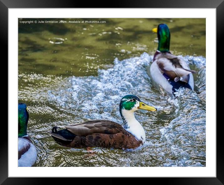 Splashee Ducks. Framed Mounted Print by Julie Ormiston