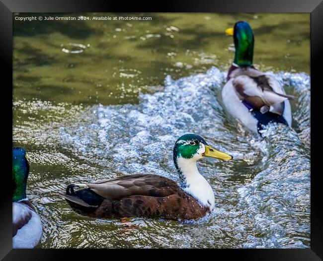 Splashee Ducks. Framed Print by Julie Ormiston