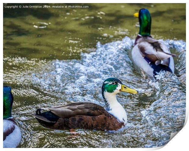 Splashee Ducks. Print by Julie Ormiston