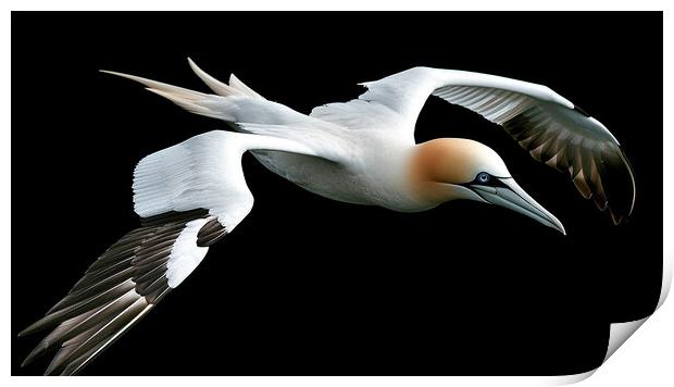 Gannet In Flight Print by Steve Smith
