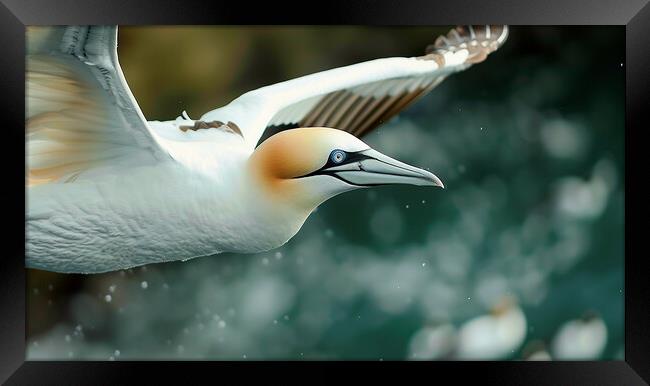 Gannet In Flight Framed Print by Steve Smith