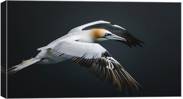Gannet In Flight Canvas Print by Steve Smith