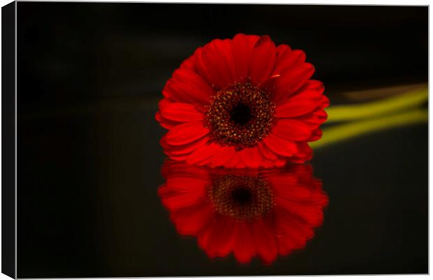 Gerbera Flower Reflection Canvas Print by Alison Chambers