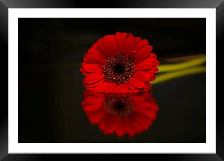 Gerbera Flower Reflection Framed Mounted Print by Alison Chambers