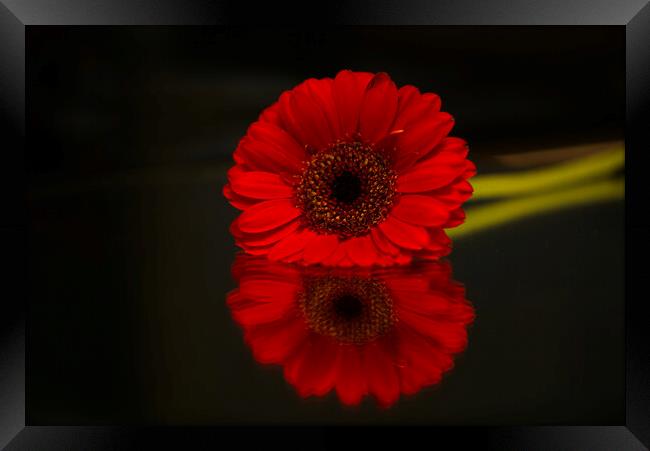 Gerbera Flower Reflection Framed Print by Alison Chambers