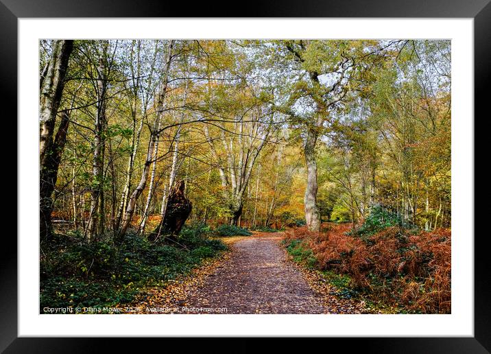 Epping Forest Autumn Walk Framed Mounted Print by Diana Mower
