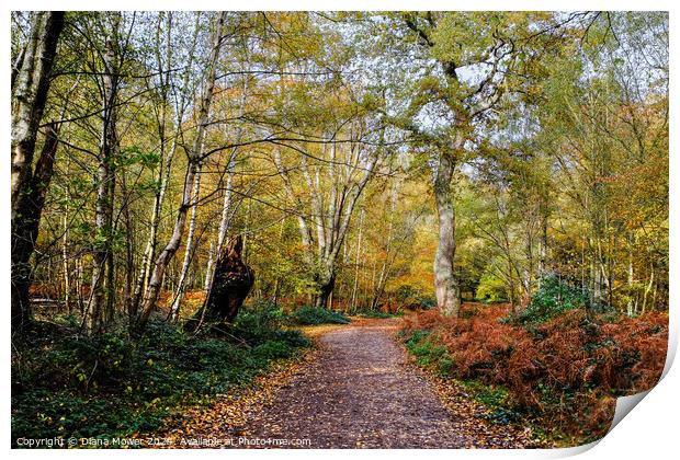 Epping Forest Autumn Walk Print by Diana Mower