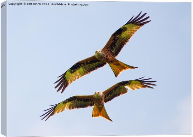 Pair of red kites Canvas Print by Cliff Kinch