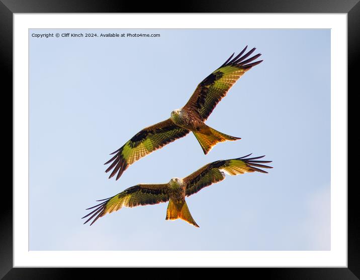 Pair of red kites Framed Mounted Print by Cliff Kinch