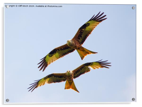 Pair of red kites Acrylic by Cliff Kinch