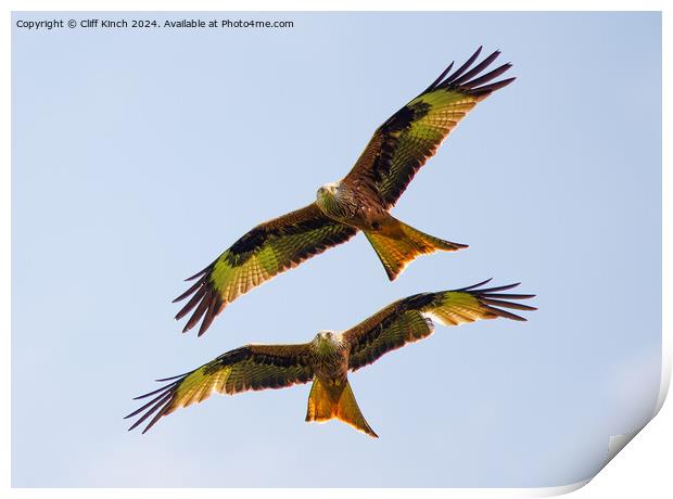 Pair of red kites Print by Cliff Kinch