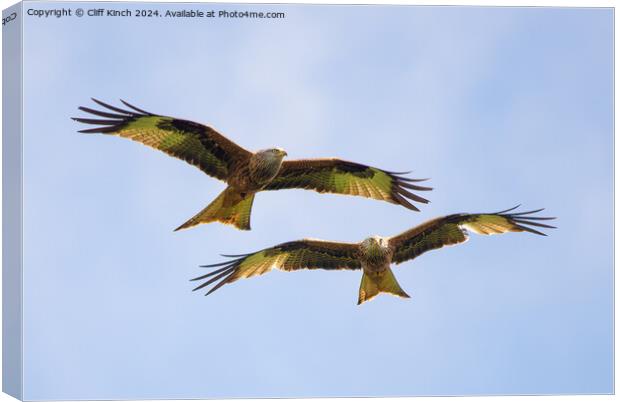 Pair of red kites in flight Canvas Print by Cliff Kinch