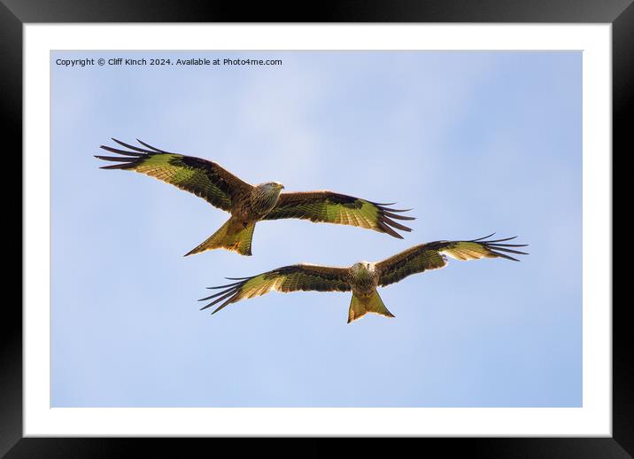 Pair of red kites in flight Framed Mounted Print by Cliff Kinch