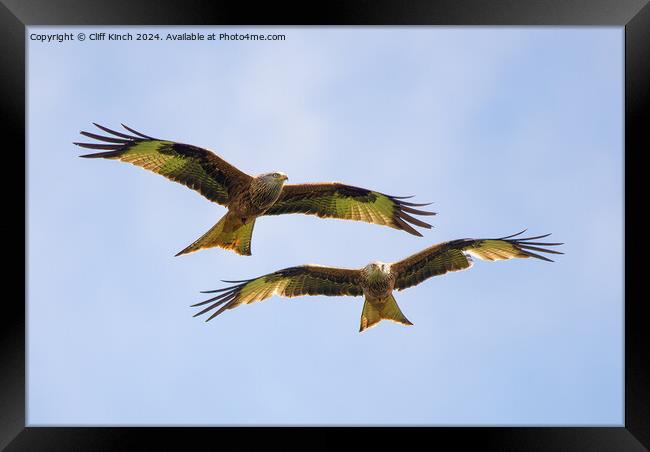 Pair of red kites in flight Framed Print by Cliff Kinch