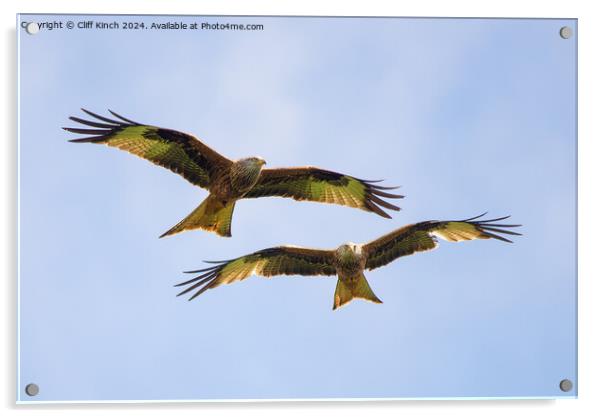 Pair of red kites in flight Acrylic by Cliff Kinch