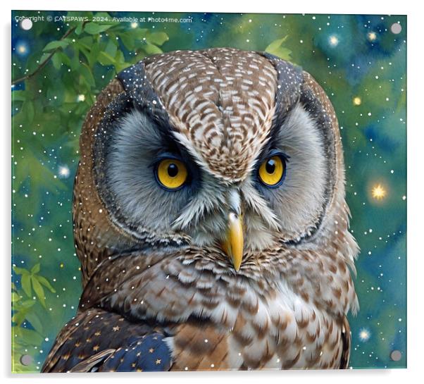 POSH GREY OWL Acrylic by CATSPAWS 