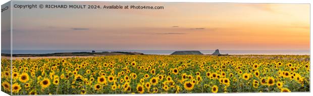 Rhossili Sunflowers on Gower  Canvas Print by RICHARD MOULT