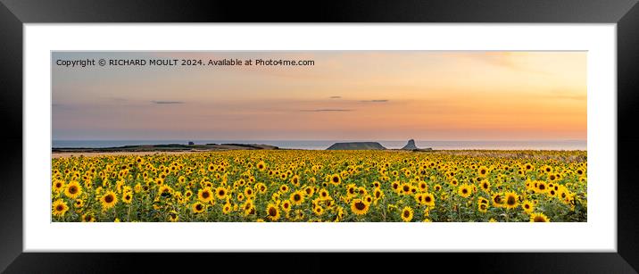 Rhossili Sunflowers on Gower  Framed Mounted Print by RICHARD MOULT