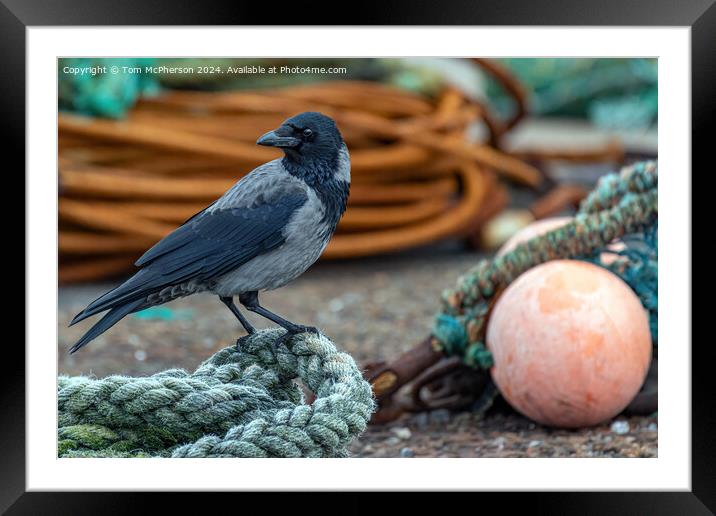 Hooded crow at Burghead harbour Framed Mounted Print by Tom McPherson