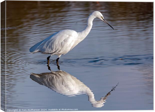 Little Egret Canvas Print by Tom McPherson