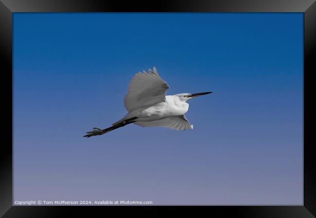 Little Egret Framed Print by Tom McPherson